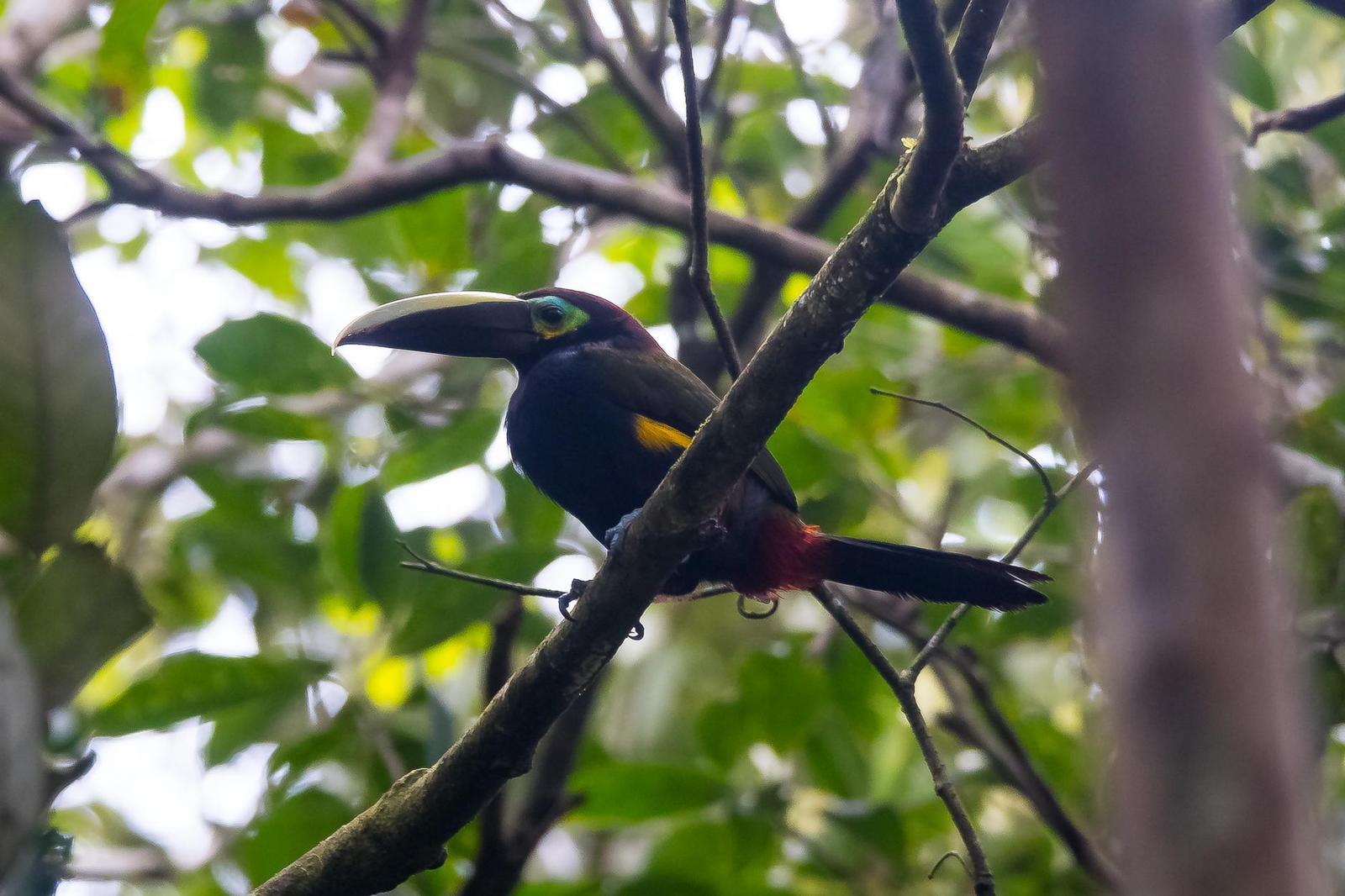 Yellow-eared Toucanet Photo by Gerald Hoekstra
