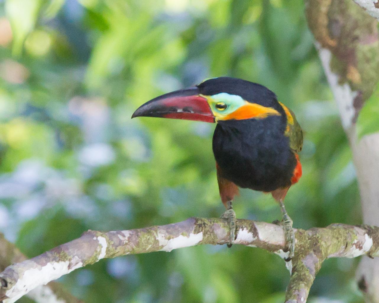 Golden-collared Toucanet Photo by Kevin Berkoff