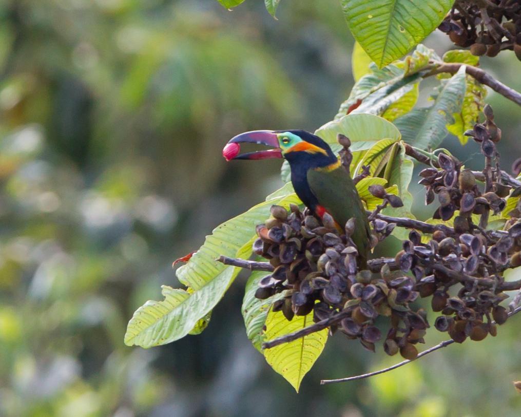 Golden-collared Toucanet Photo by Kevin Berkoff