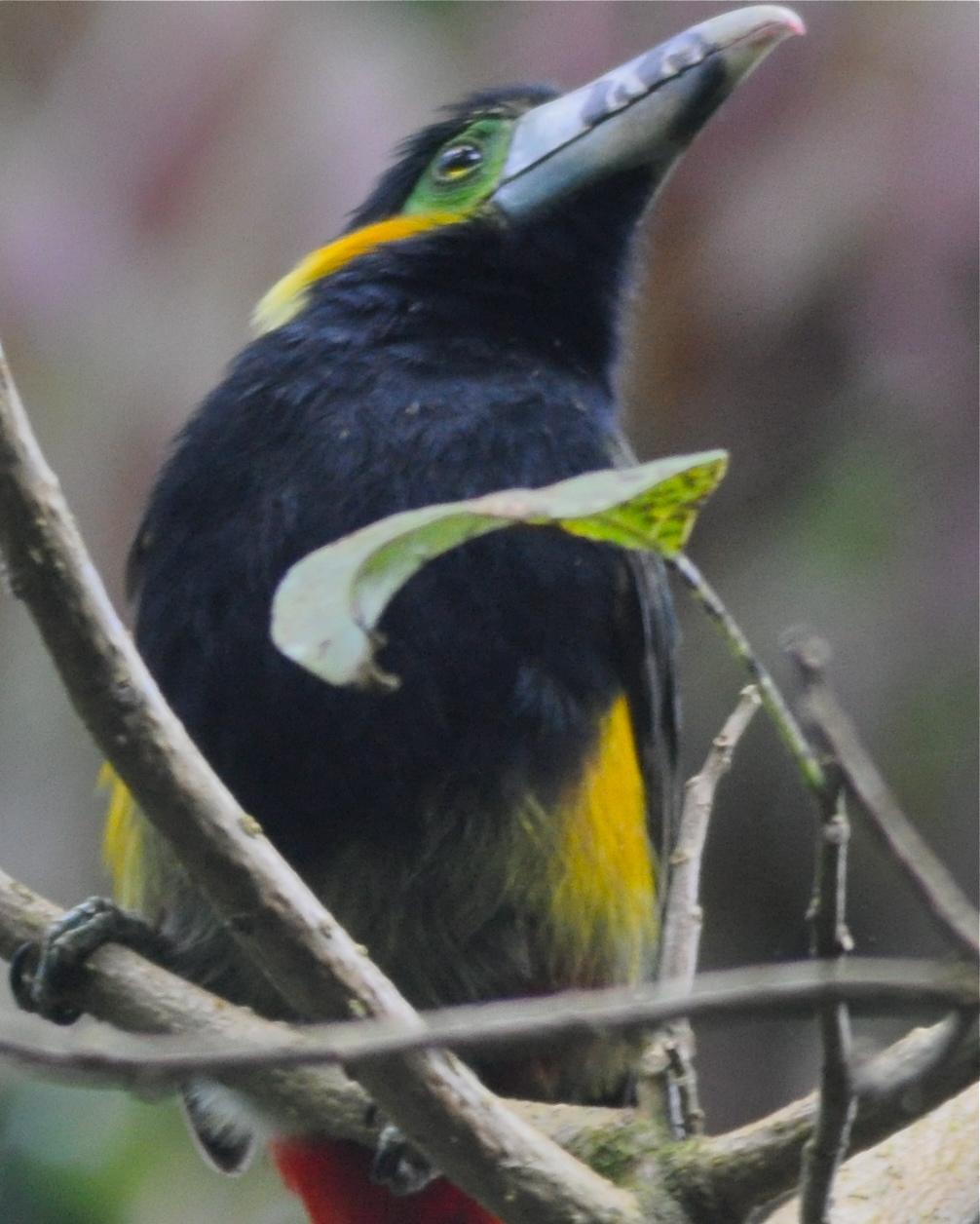 Spot-billed Toucanet Photo by Mary Sue Akin