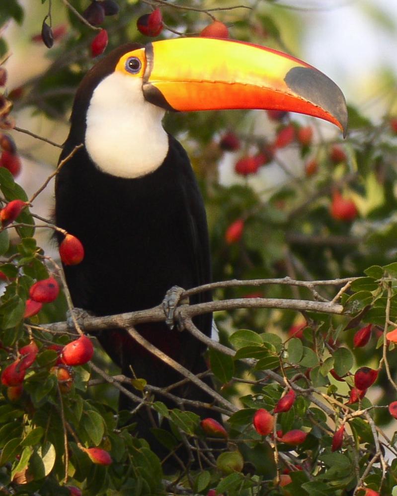 Toco Toucan Photo by Richard C. Hoyer