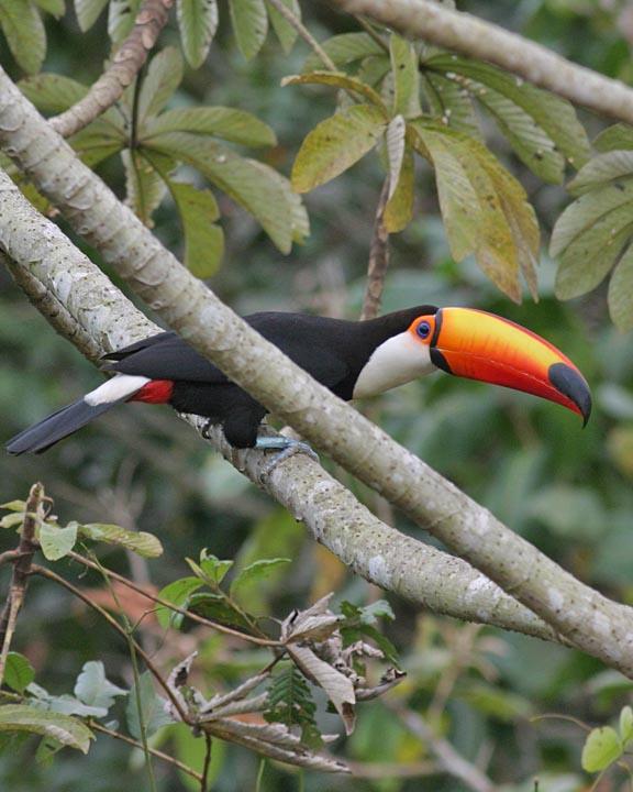 Toco Toucan Photo by Peter Boesman