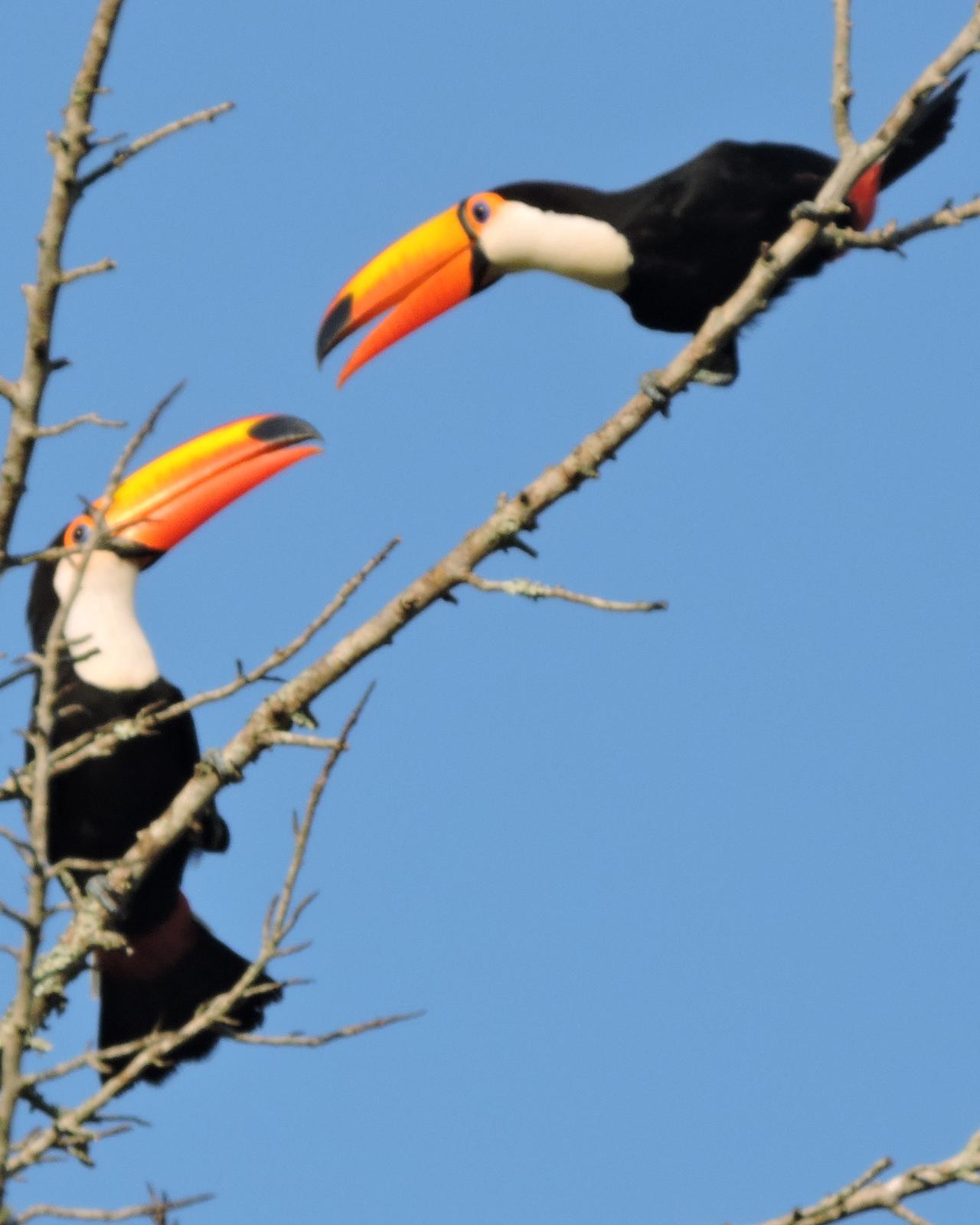 Toco Toucan Photo by Peter Lowe