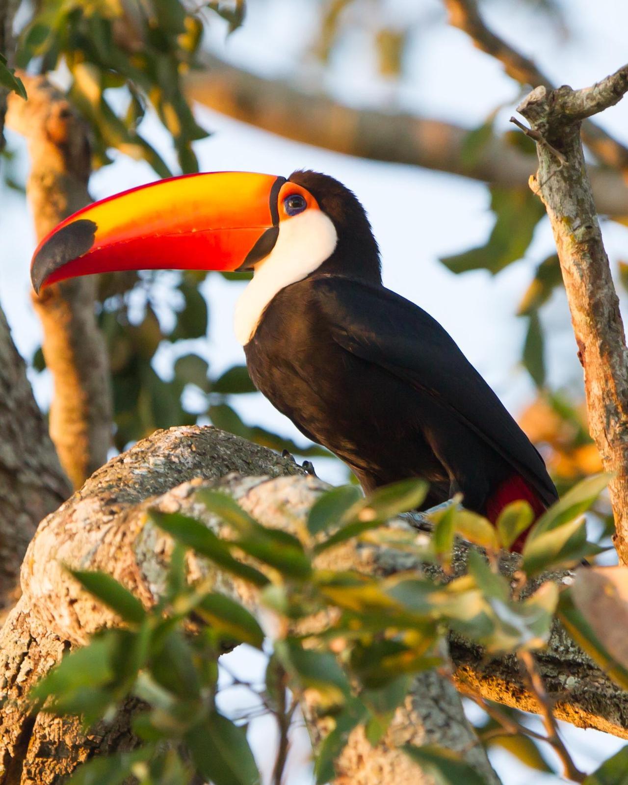 Toco Toucan Photo by Kevin Berkoff