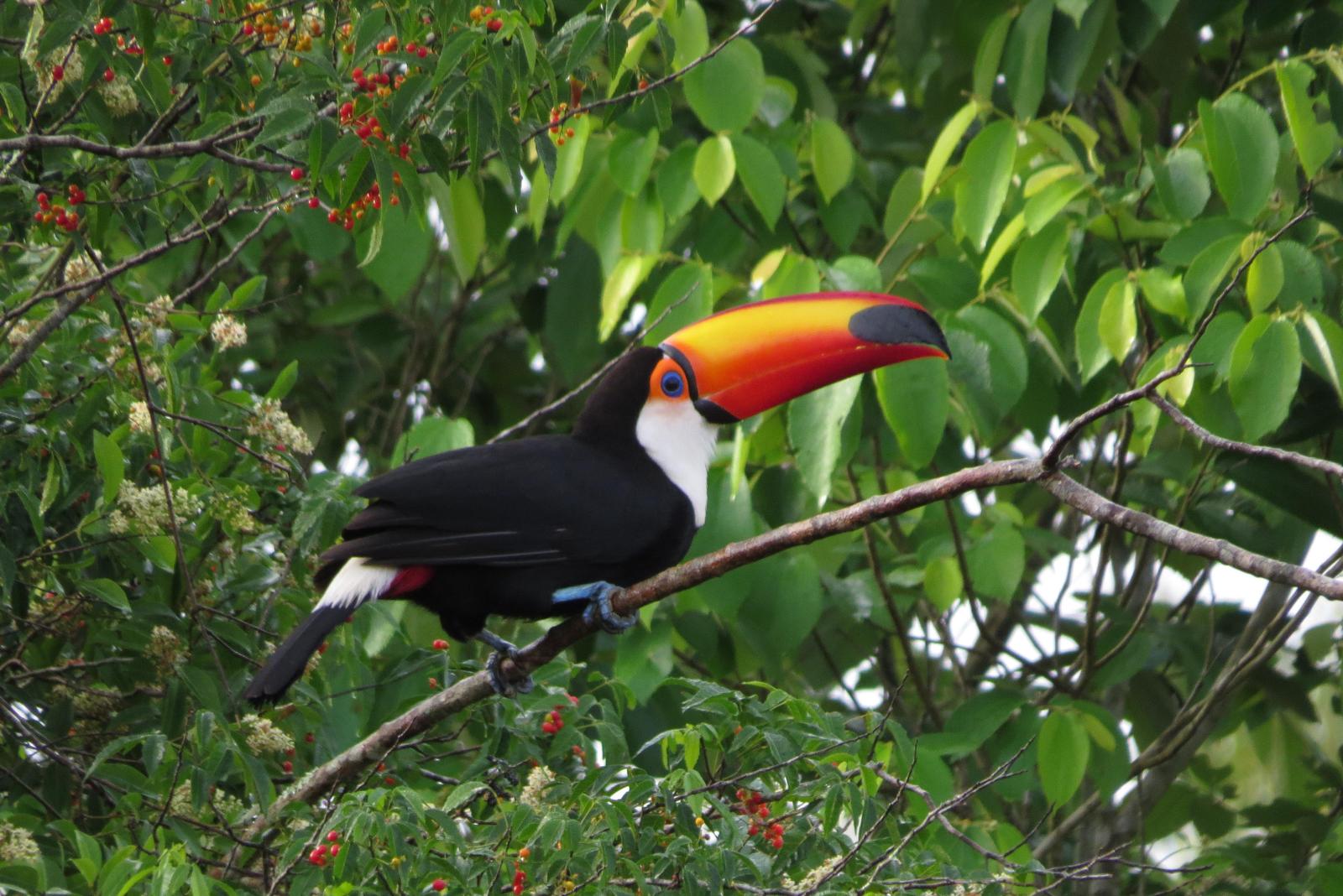 Toco Toucan Photo by Jeff Harding