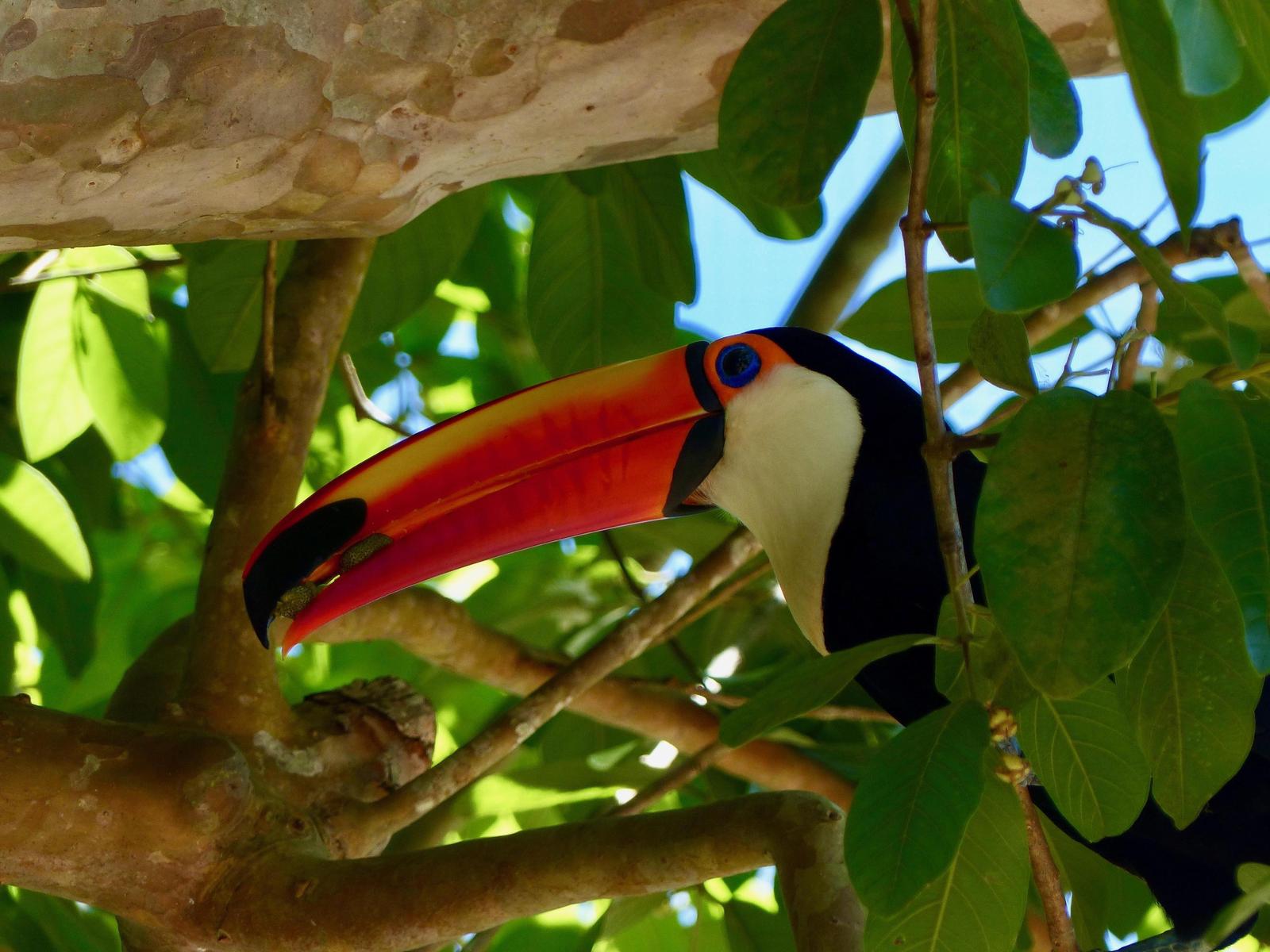 Toco Toucan Photo by STEPHANIE CALKINS