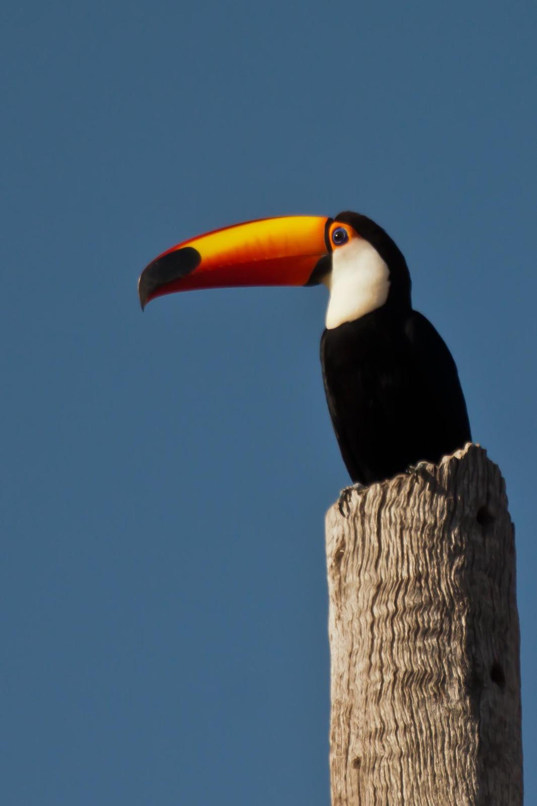 Toco Toucan Photo by Darren Bellerby