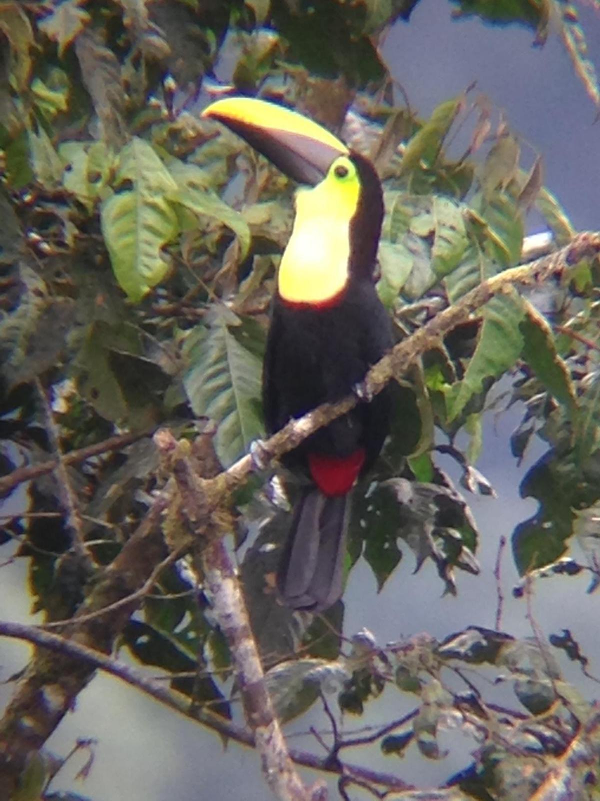 Yellow-throated Toucan (Chestnut-mandibled) Photo by Timothy McKee