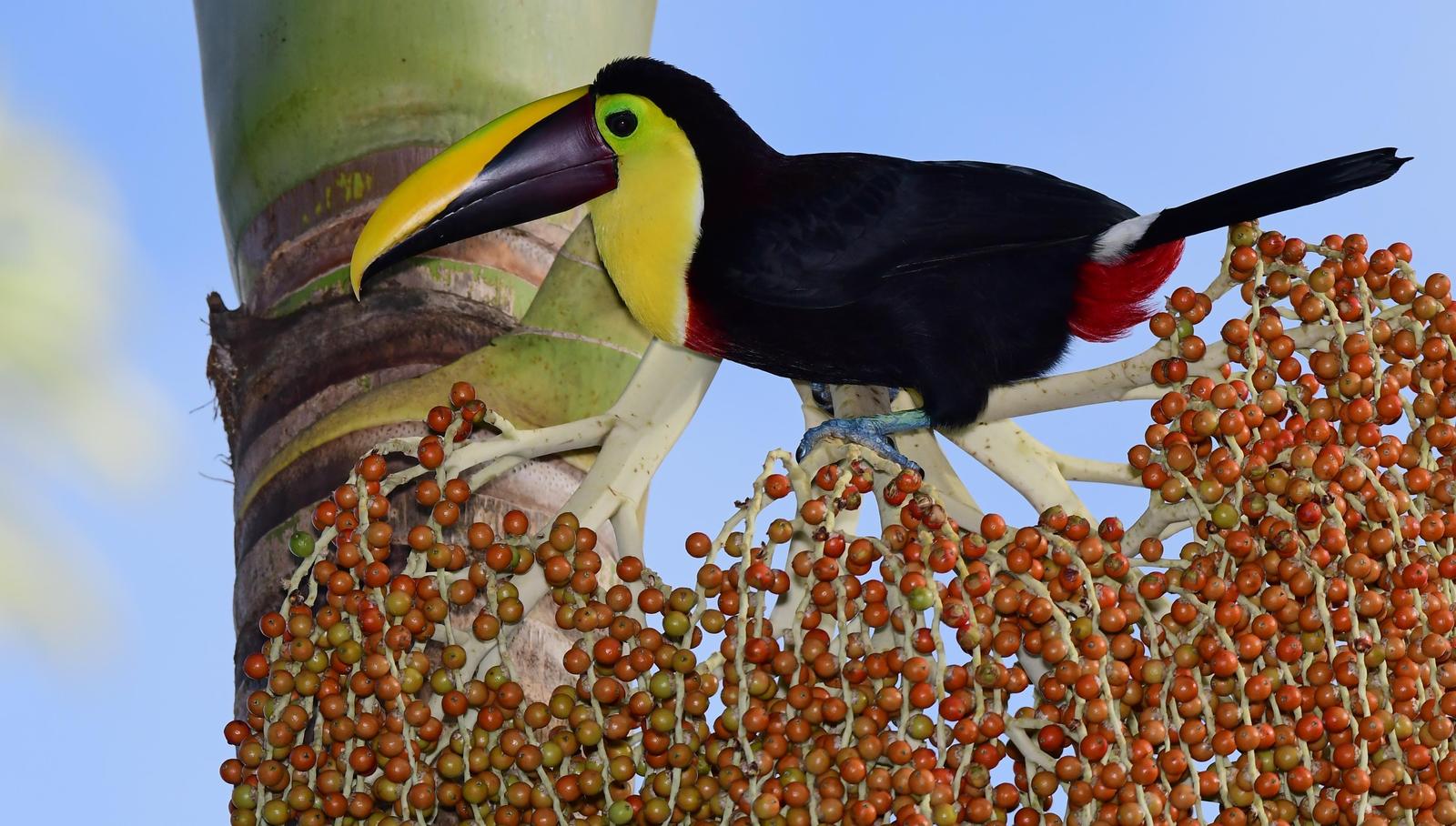 Yellow-throated Toucan (Chestnut-mandibled) Photo by Gareth Rasberry