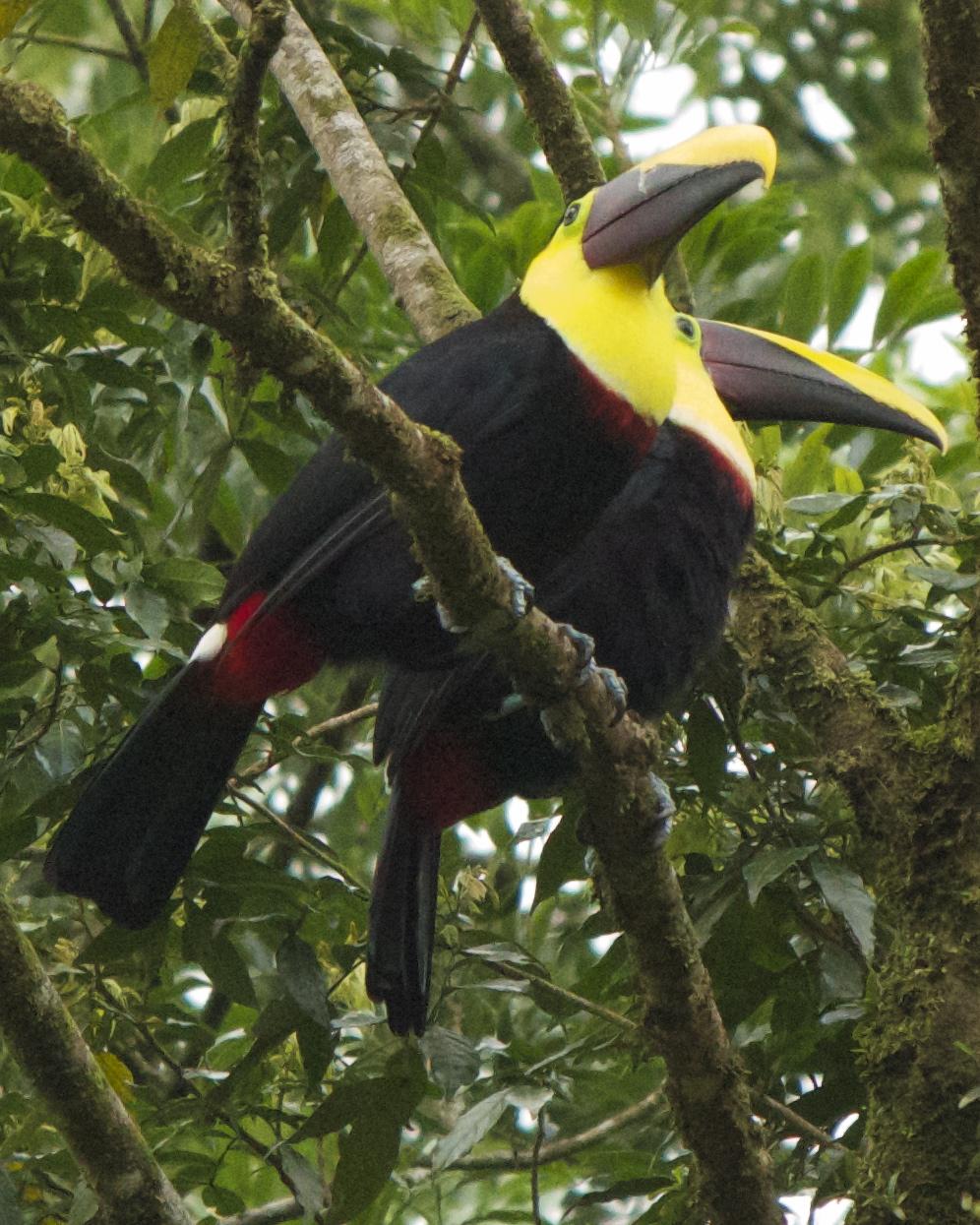Yellow-throated Toucan (Chestnut-mandibled) Photo by Mark Baldwin