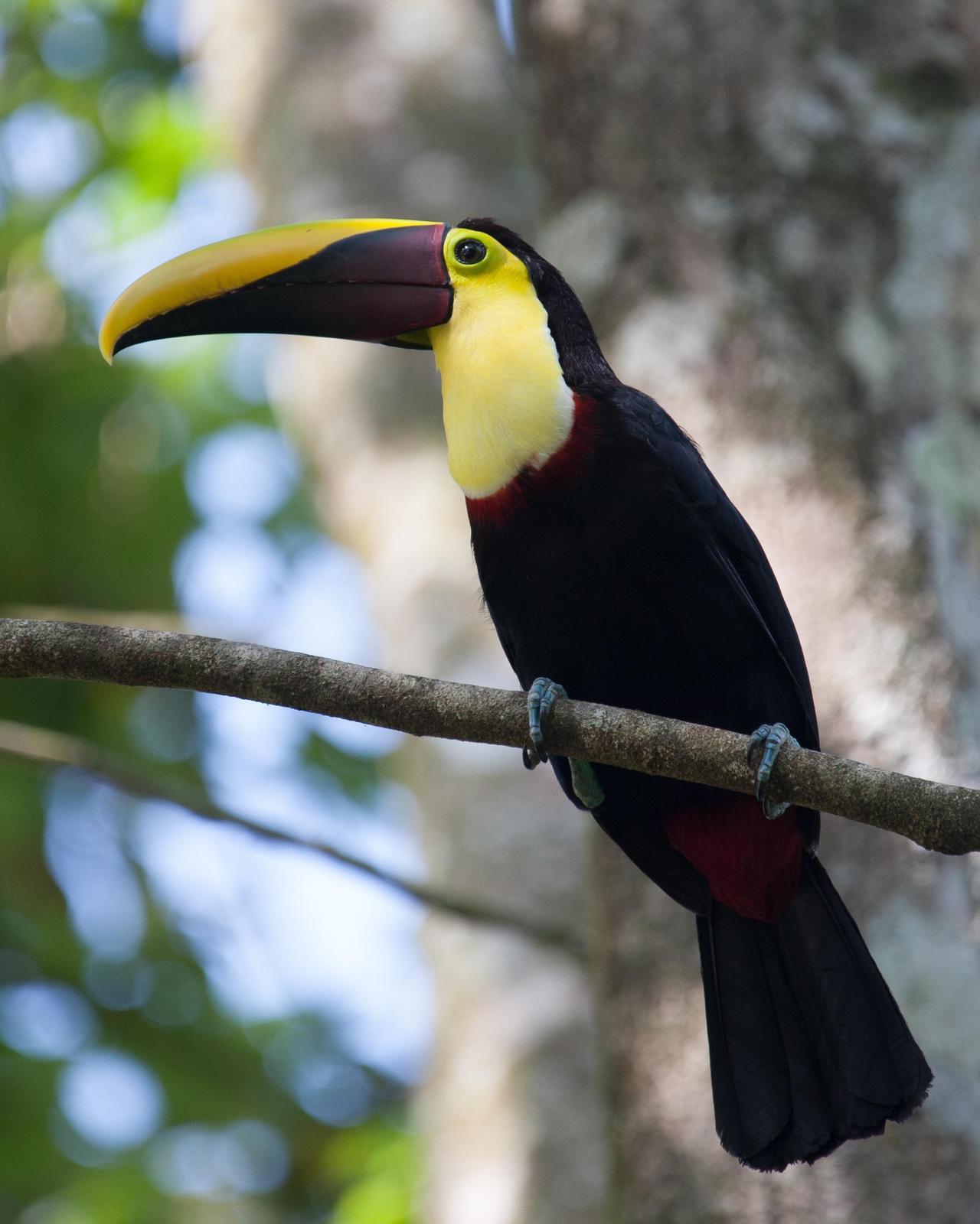 Yellow-throated Toucan (Chestnut-mandibled) Photo by Robert Lewis