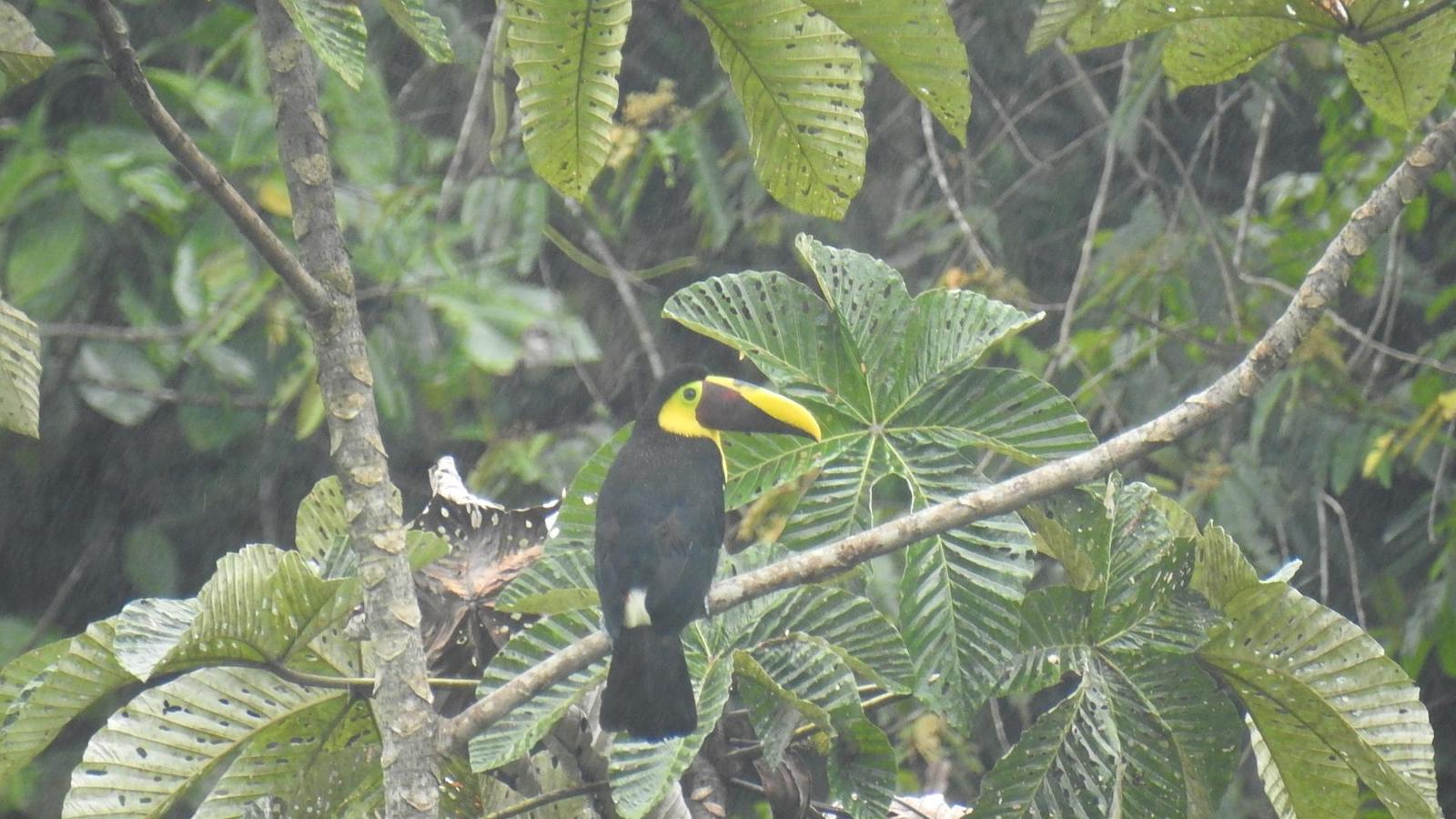 Yellow-throated Toucan (Chestnut-mandibled) Photo by Julio Delgado