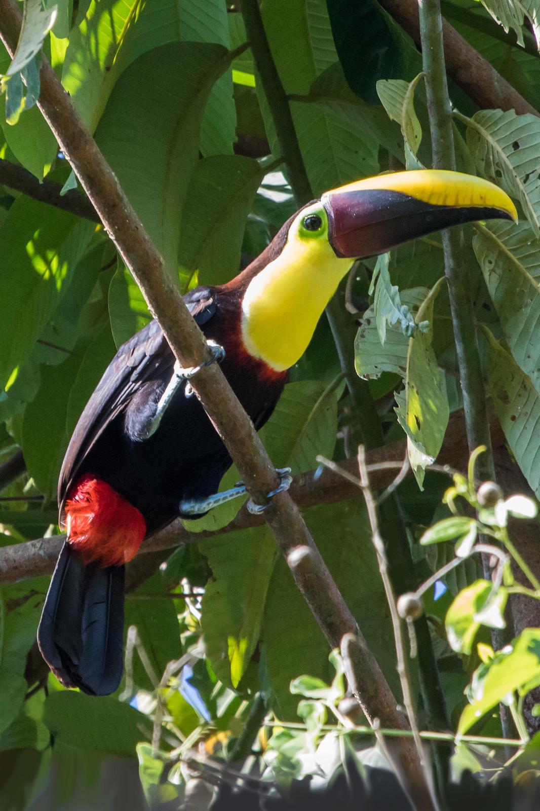 Yellow-throated Toucan (Chestnut-mandibled) Photo by Ashley Bradford