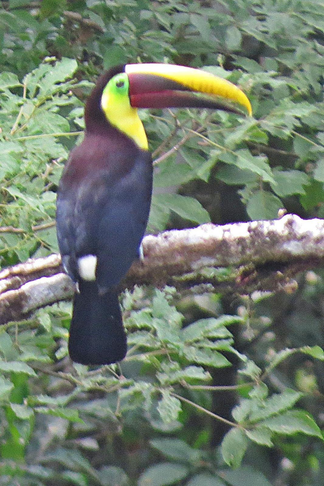 Yellow-throated Toucan (Chestnut-mandibled) Photo by Enid Bachman
