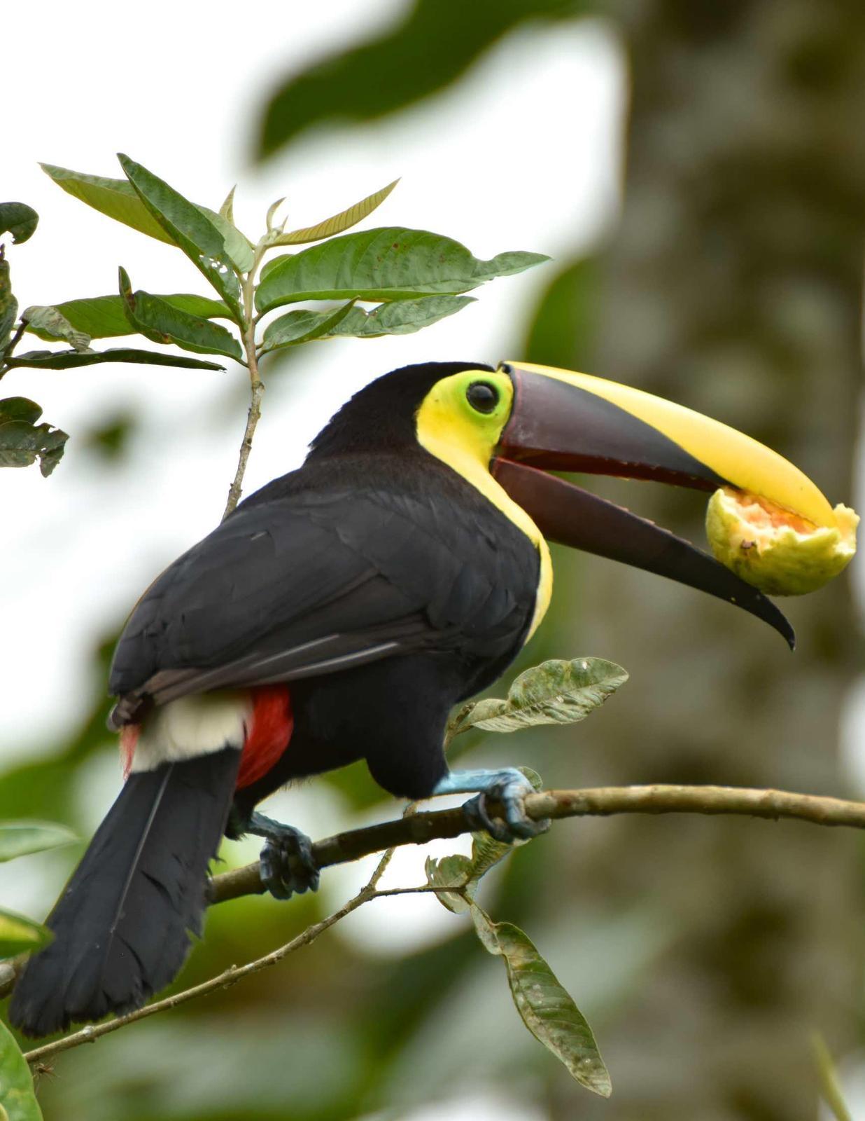 Yellow-throated Toucan (Black-mandibled) Photo by Andrew Pittman