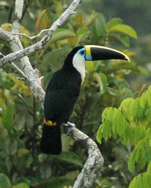 White-throated Toucan Photo by David Hollie