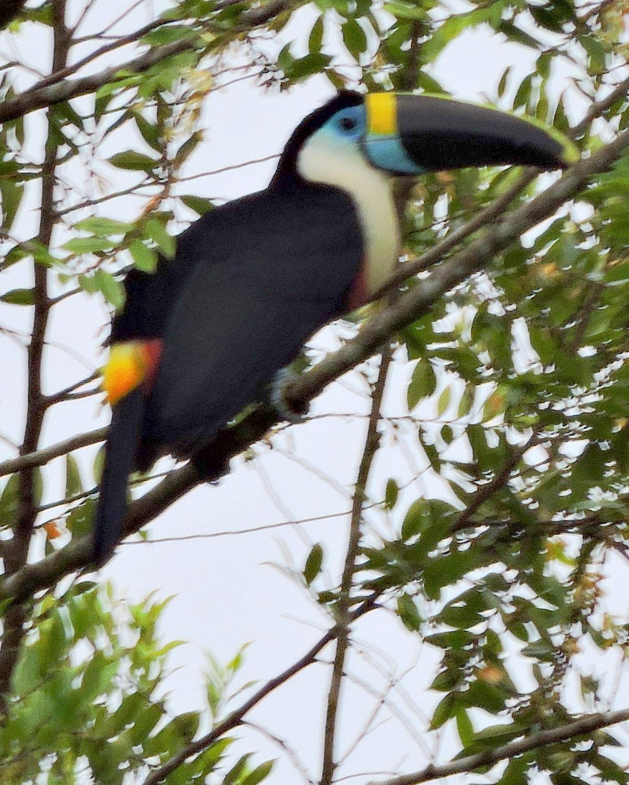 White-throated Toucan Photo by Peter Lowe