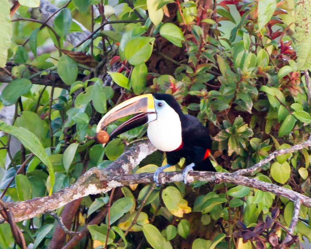White-throated Toucan Photo by Kevin Berkoff