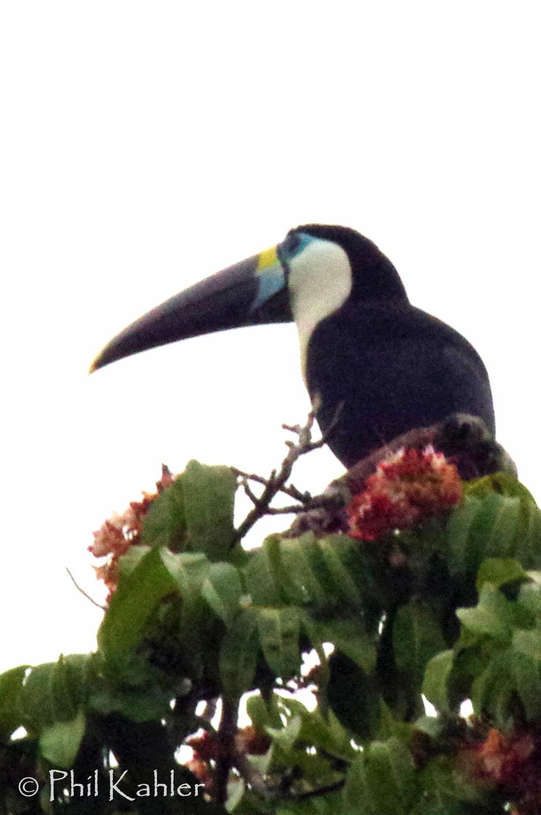 White-throated Toucan Photo by Phil Kahler