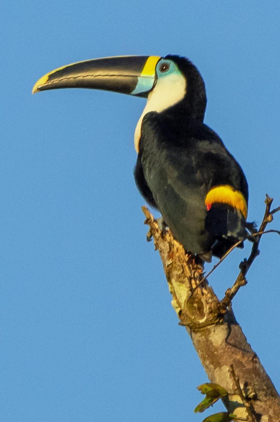 White-throated Toucan Photo by Phil Kahler