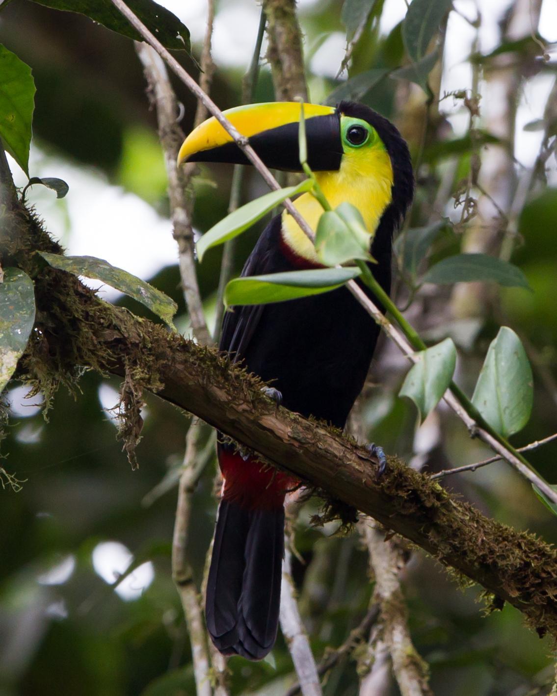 Choco Toucan Photo by Kevin Berkoff