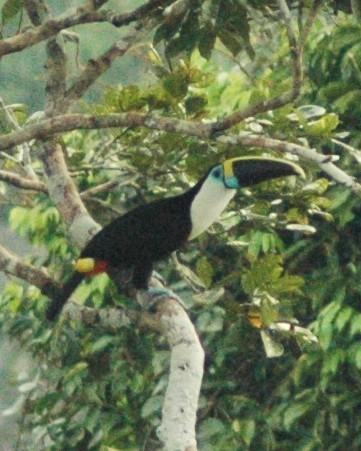 Channel-billed Toucan Photo by David Hollie