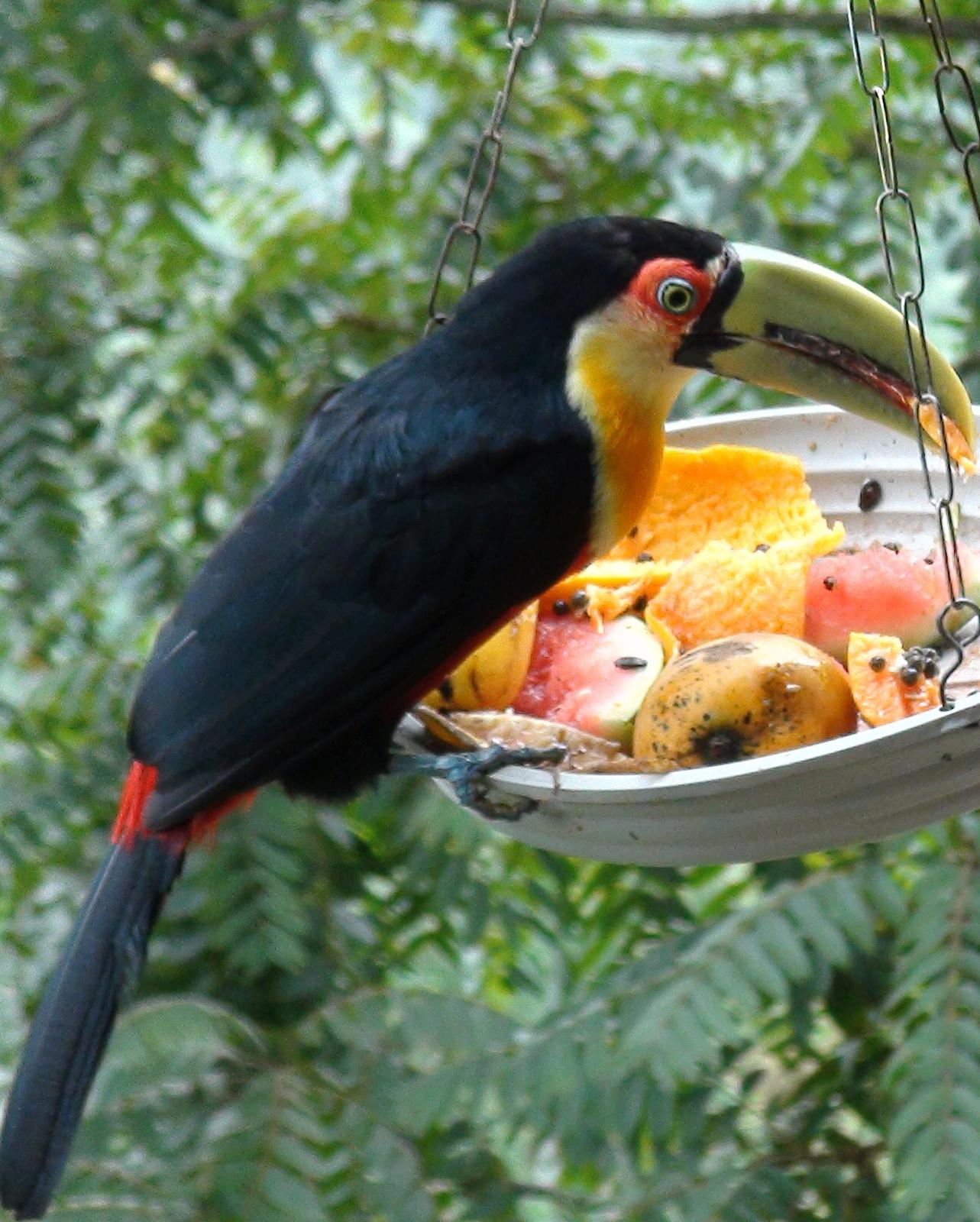 Red-breasted Toucan Photo by Victor Rebuzzi