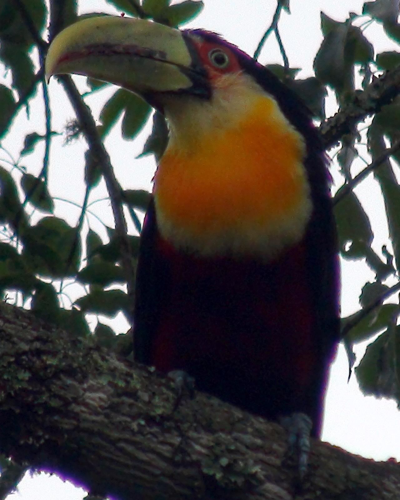Red-breasted Toucan Photo by Victor Rebuzzi