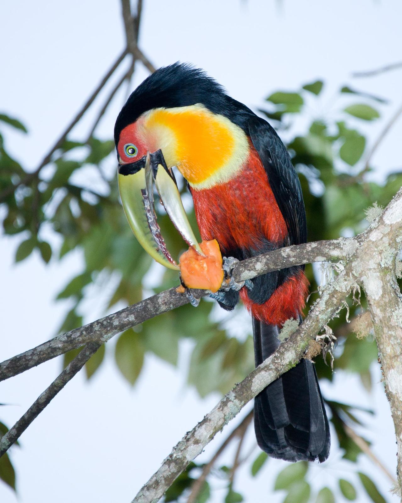 Red-breasted Toucan Photo by Robert Lewis