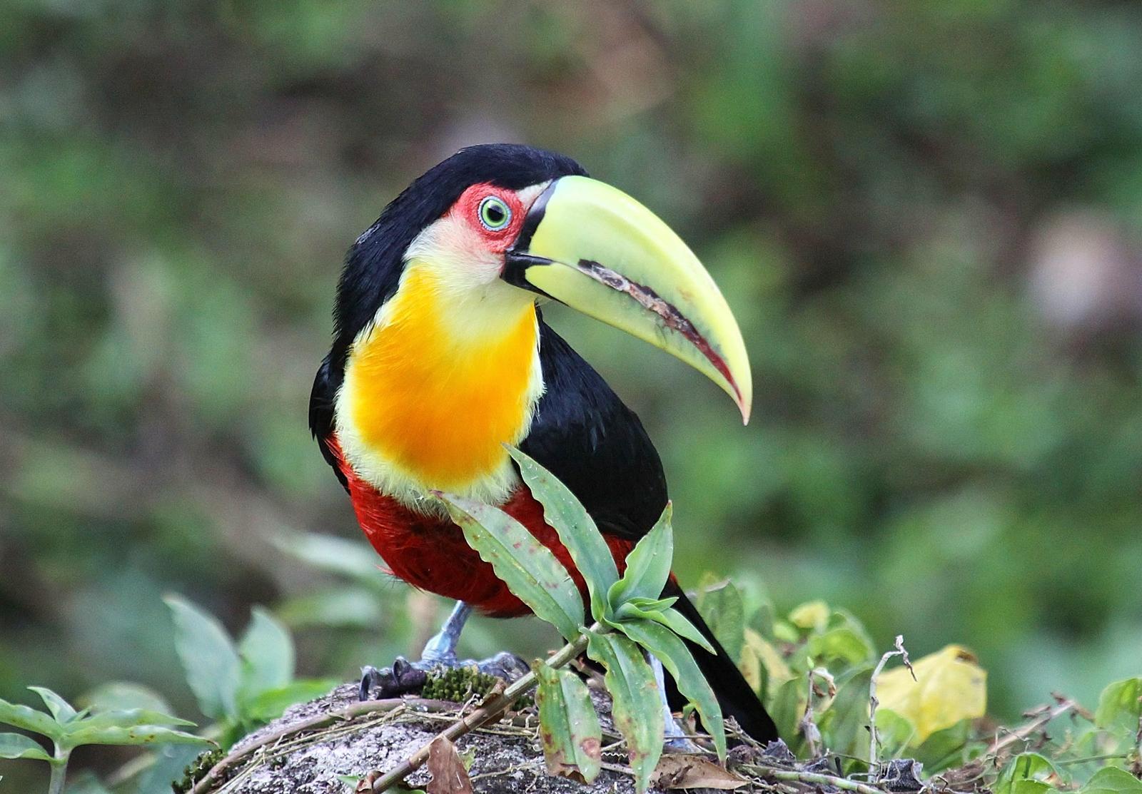Red-breasted Toucan Photo by Matthew McCluskey