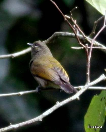 Cassin's Honeyguide Photo by Frank Gilliland