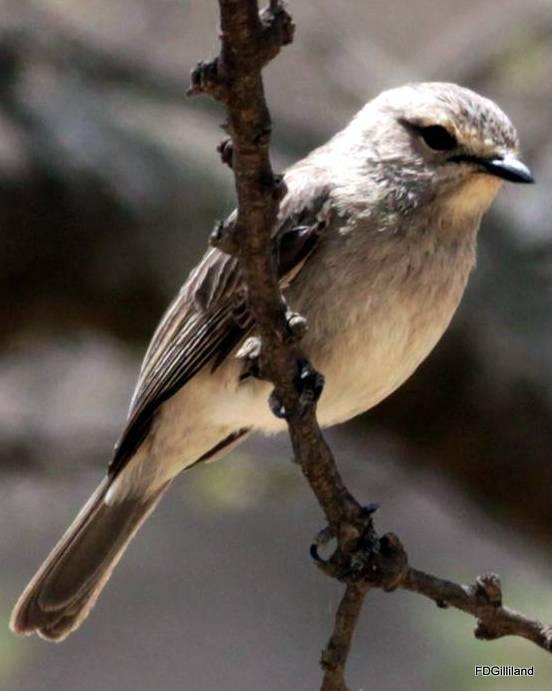 Wahlberg's Honeyguide Photo by Frank Gilliland