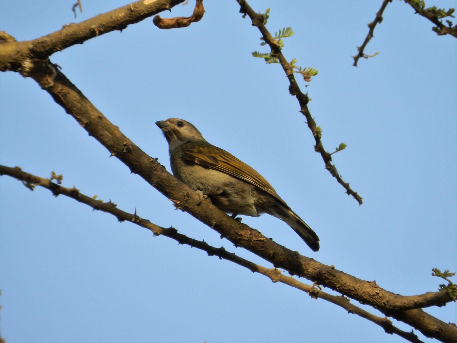 Greater Honeyguide Photo by Richard Jeffers