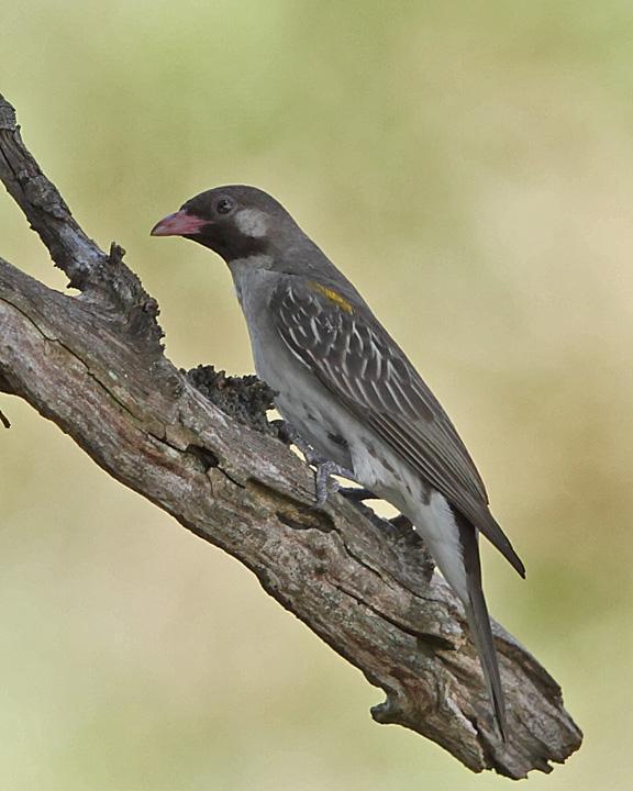 Greater Honeyguide Photo by Jack Jeffrey