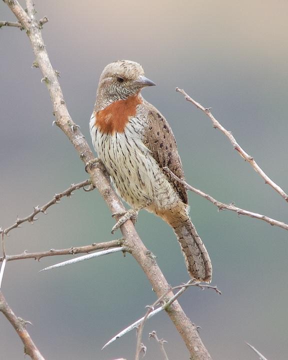 Rufous-necked Wryneck Photo by Denis Rivard