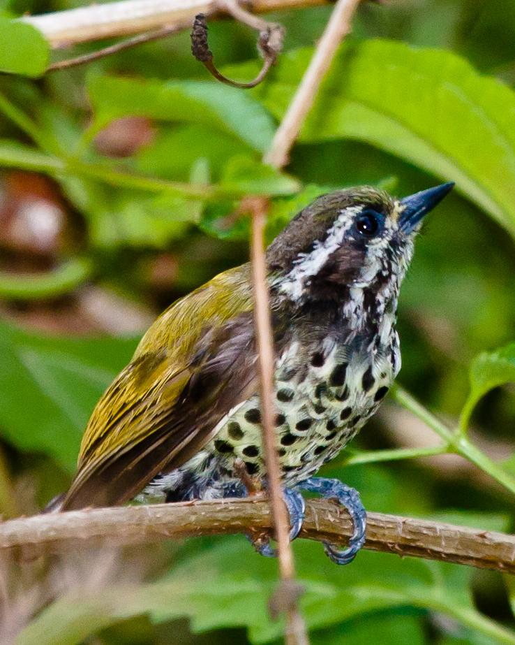 Speckled Piculet Photo by Rahul Kaushik