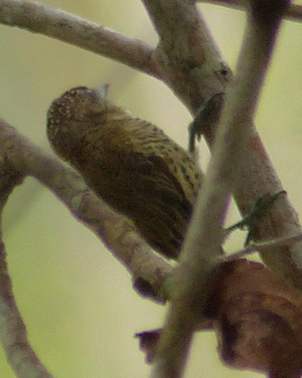 Bar-breasted Piculet Photo by David Bell