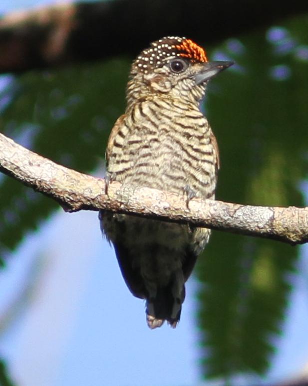 Lafresnaye's Piculet Photo by Marcelo Padua