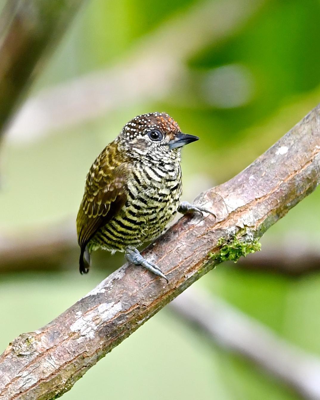 Lafresnaye's Piculet Photo by Gerald Friesen