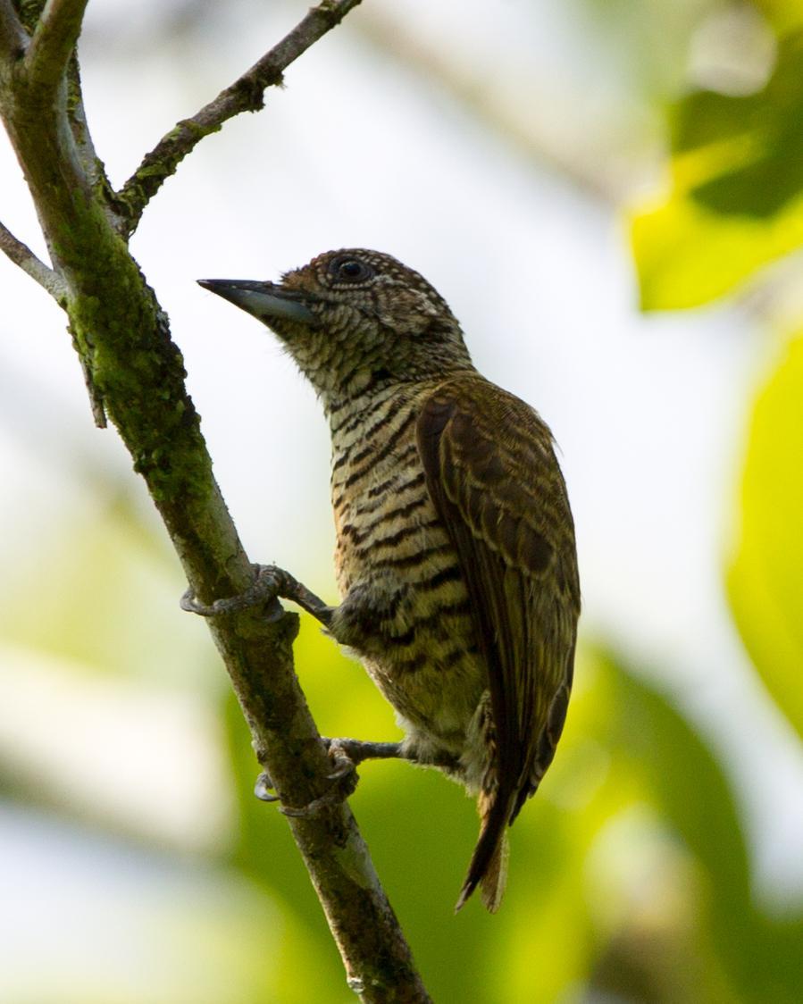 Lafresnaye's Piculet Photo by Kevin Berkoff