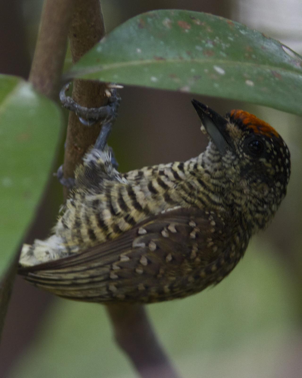 Golden-spangled Piculet Photo by Marcelo Padua