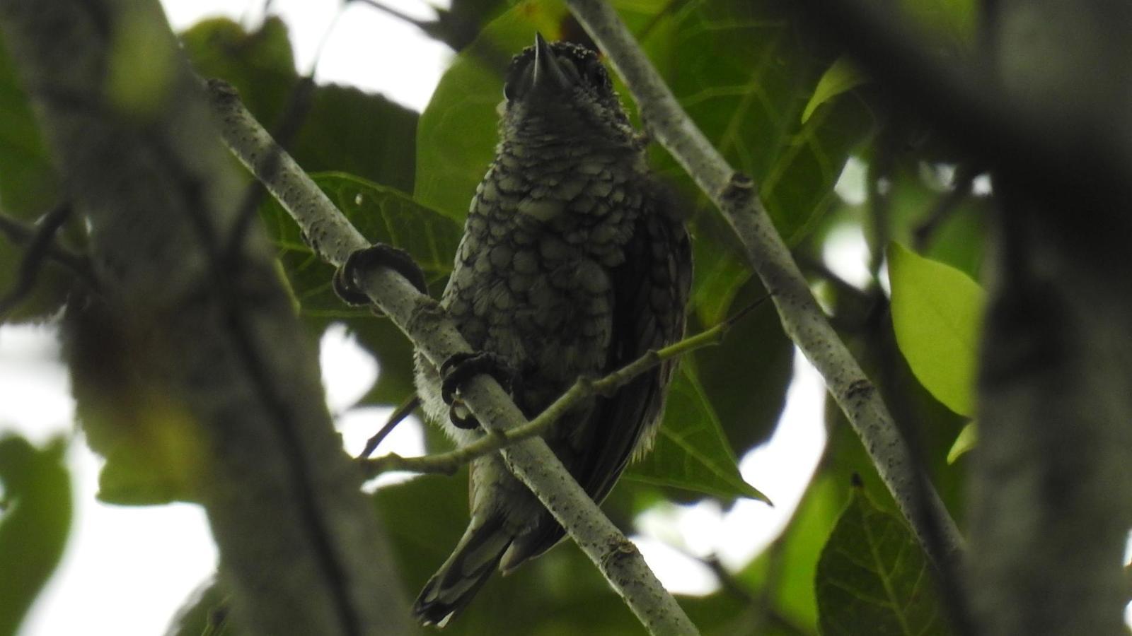 Scaled Piculet Photo by Julio Delgado
