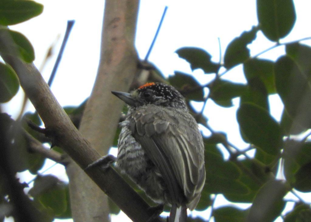Speckle-chested Piculet Photo by Jeff Harding