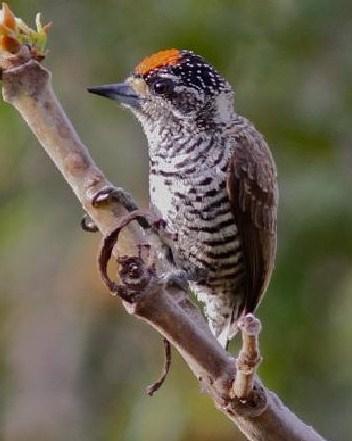 White-barred Piculet Photo by Marcelo Padua
