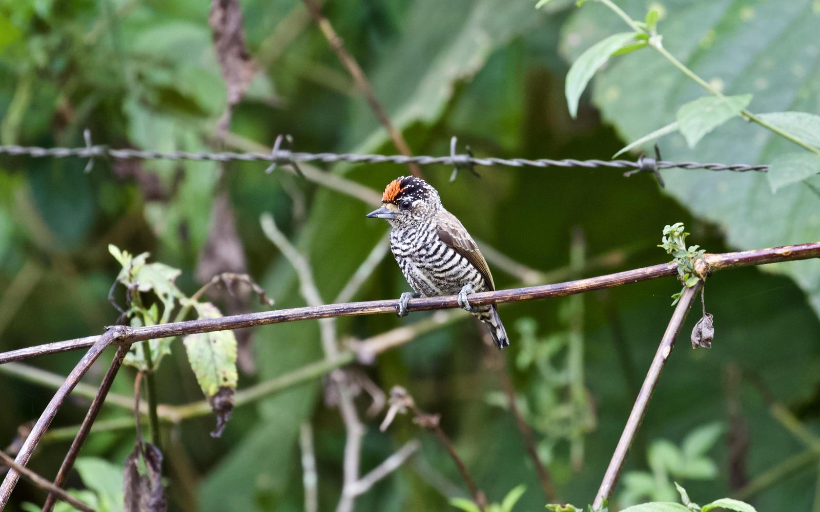 White-barred Piculet Photo by  