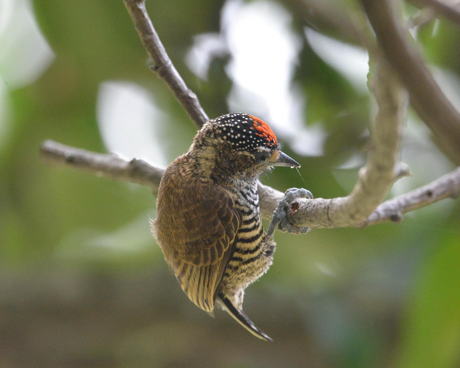 White-barred Piculet Photo by Roy Wiering