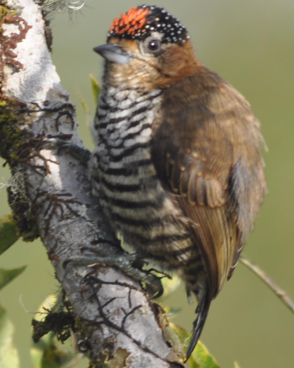 Ochre-collared Piculet Photo by Mary Sue Akin