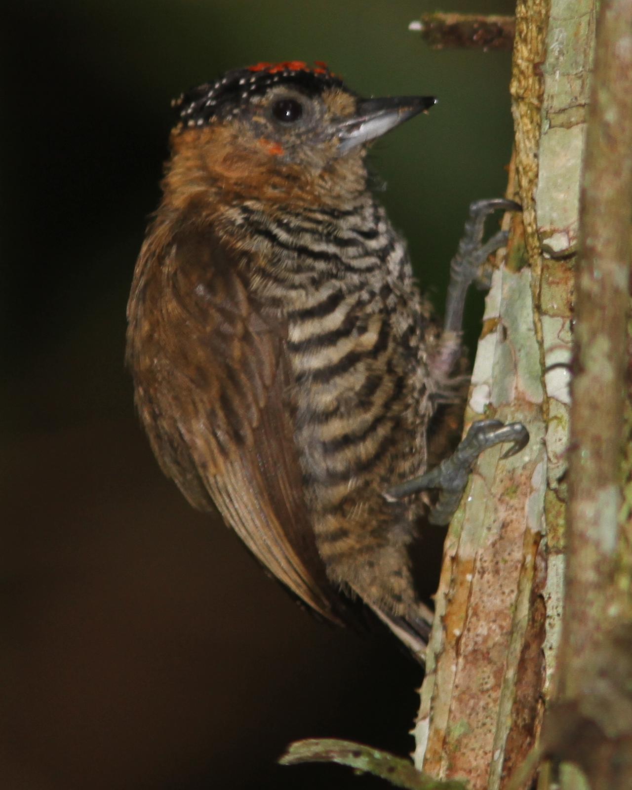 Ochre-collared Piculet Photo by Marcelo Padua