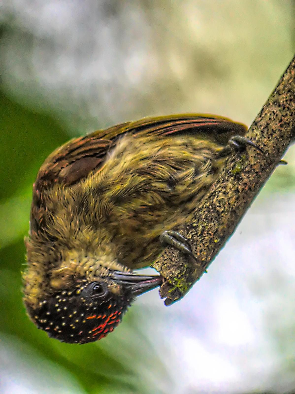 Olivaceous Piculet Photo by Dan Tallman