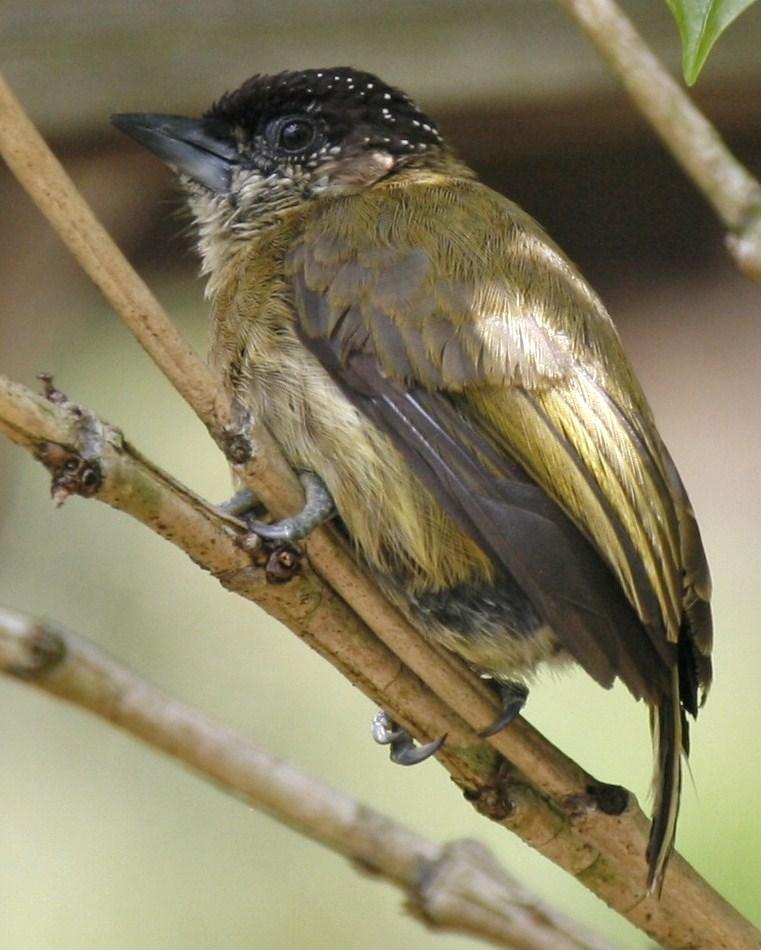 Olivaceous Piculet Photo by Oscar Johnson